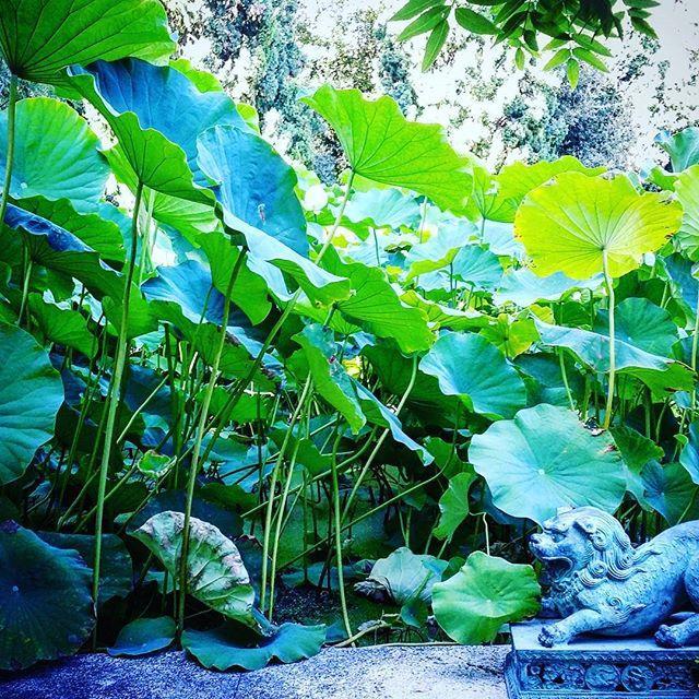 Villa Della Pergola Relais Et Chateaux アラッシオ エクステリア 写真